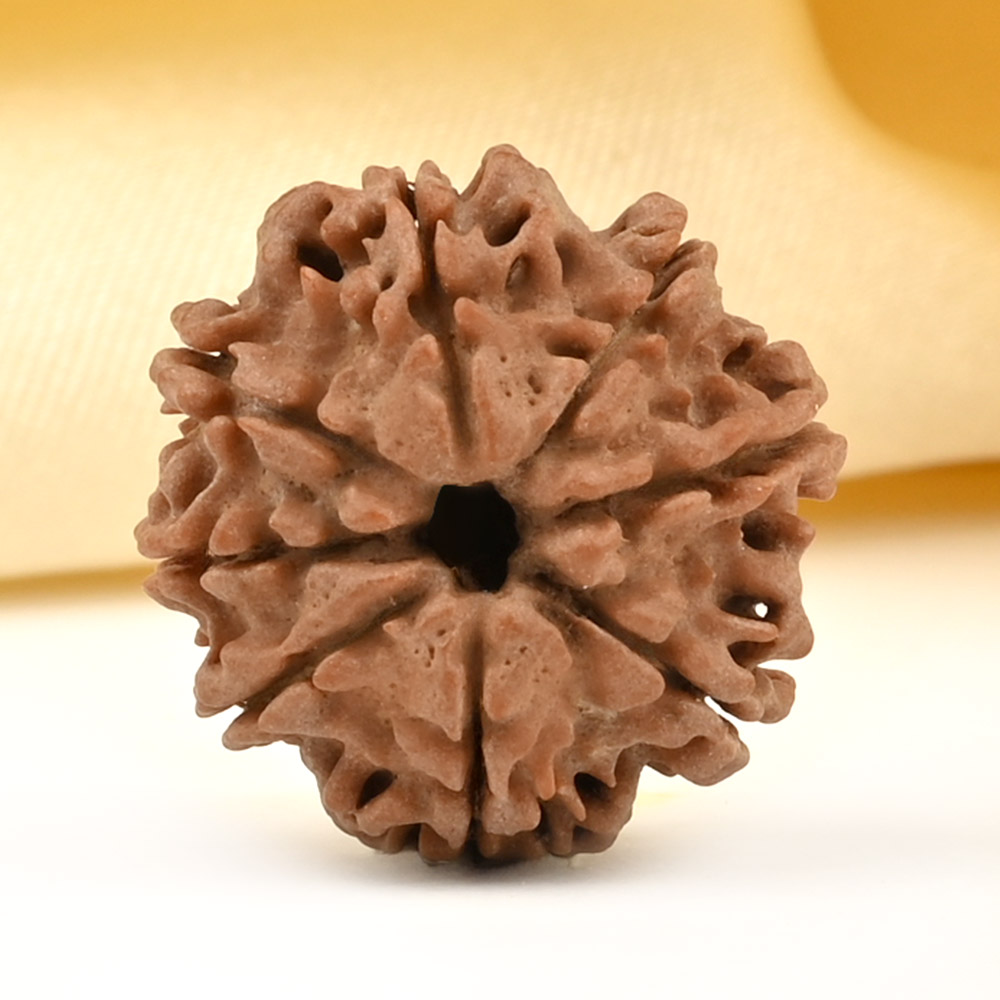 8 Mukhi from Nepal Small - CDLXXIII