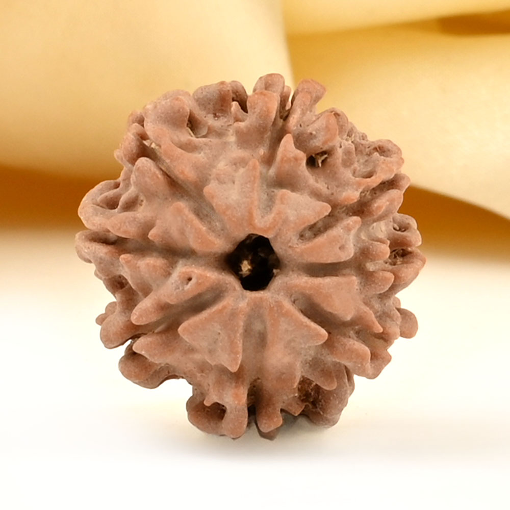 8 Mukhi from Nepal Small - CDLXXIV