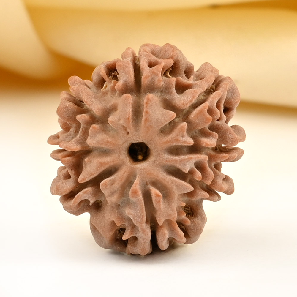 8 Mukhi from Nepal Small - CDLXXV