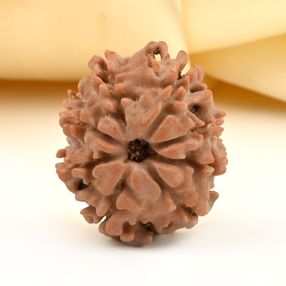 8 Mukhi from Nepal Small - CDLXXVI