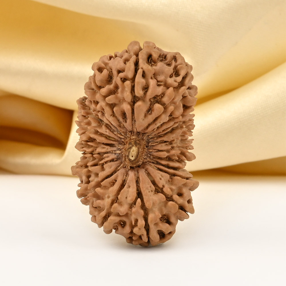 Super Collector 21 Mukhi from Nepal - II