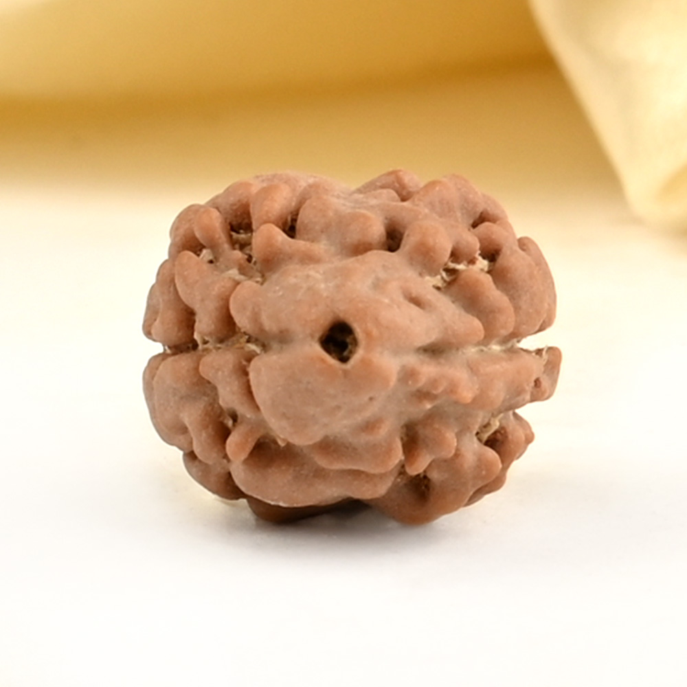 Rare 2 Mukhi from Nepal Small - D
