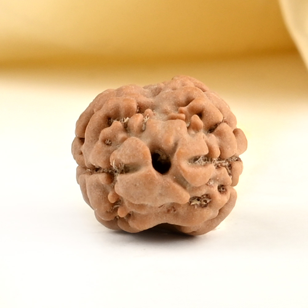 Rare 2 Mukhi from Nepal Small - DI