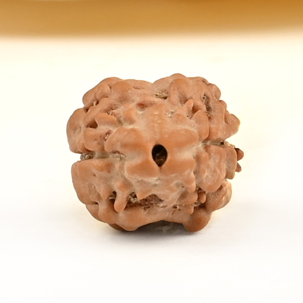 Rare 2 Mukhi from Nepal Small - DII