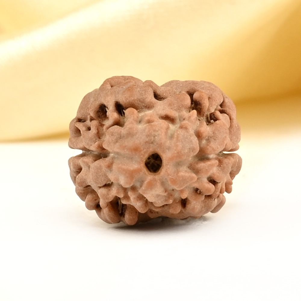 Rare 2 Mukhi from Nepal Small - DIII