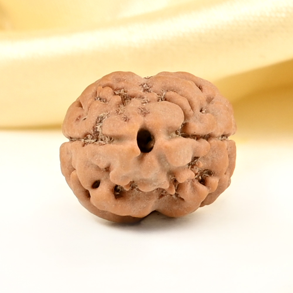 Rare 2 Mukhi from Nepal Small - DIV