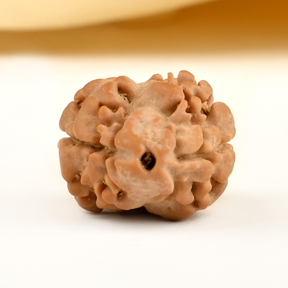 Rare 2 Mukhi from Nepal Small - DV