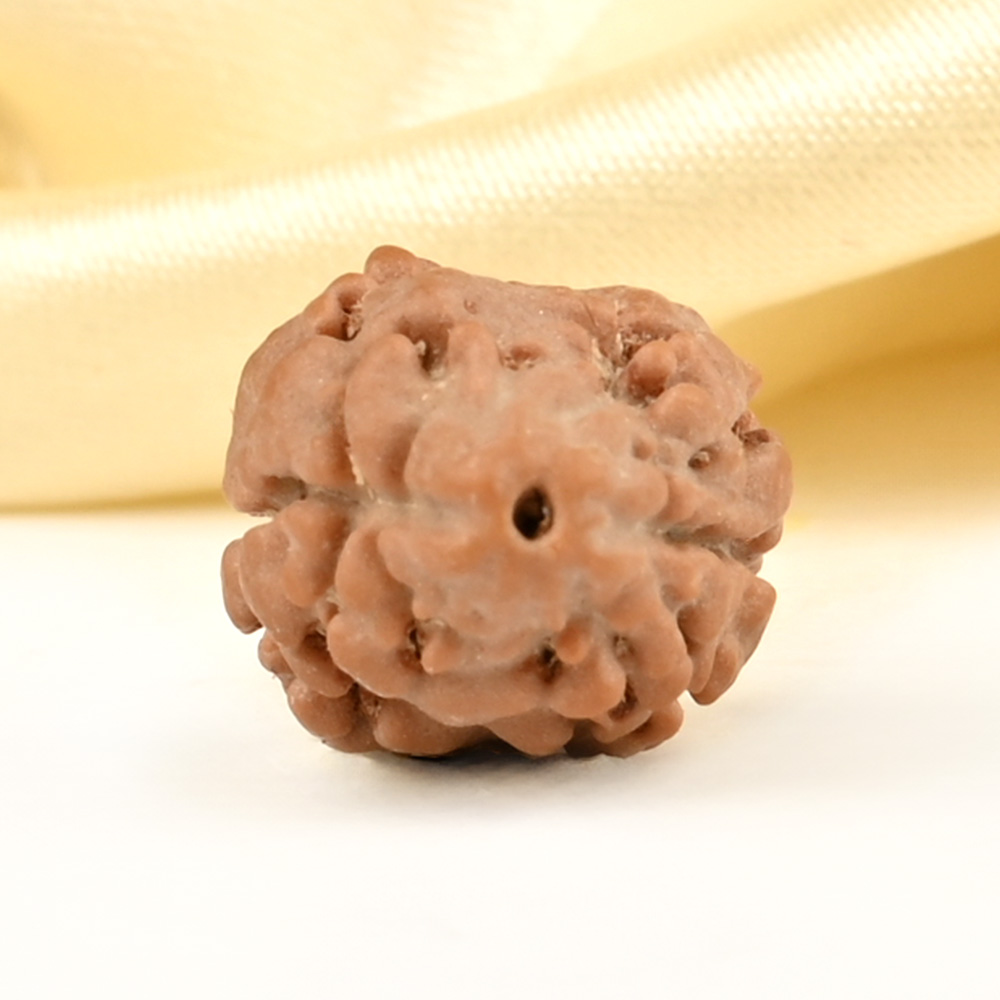 Rare 2 Mukhi from Nepal Small - DVI