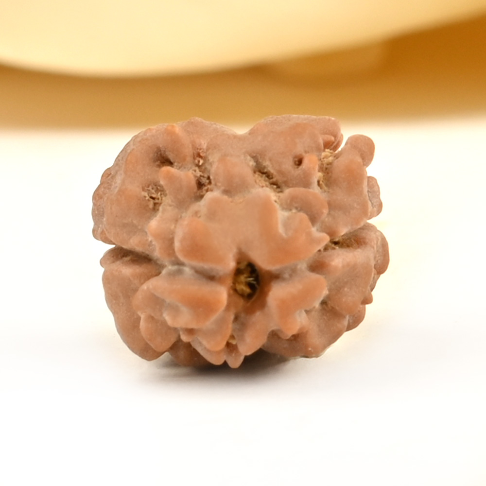 Rare 2 Mukhi from Nepal Small - DVII