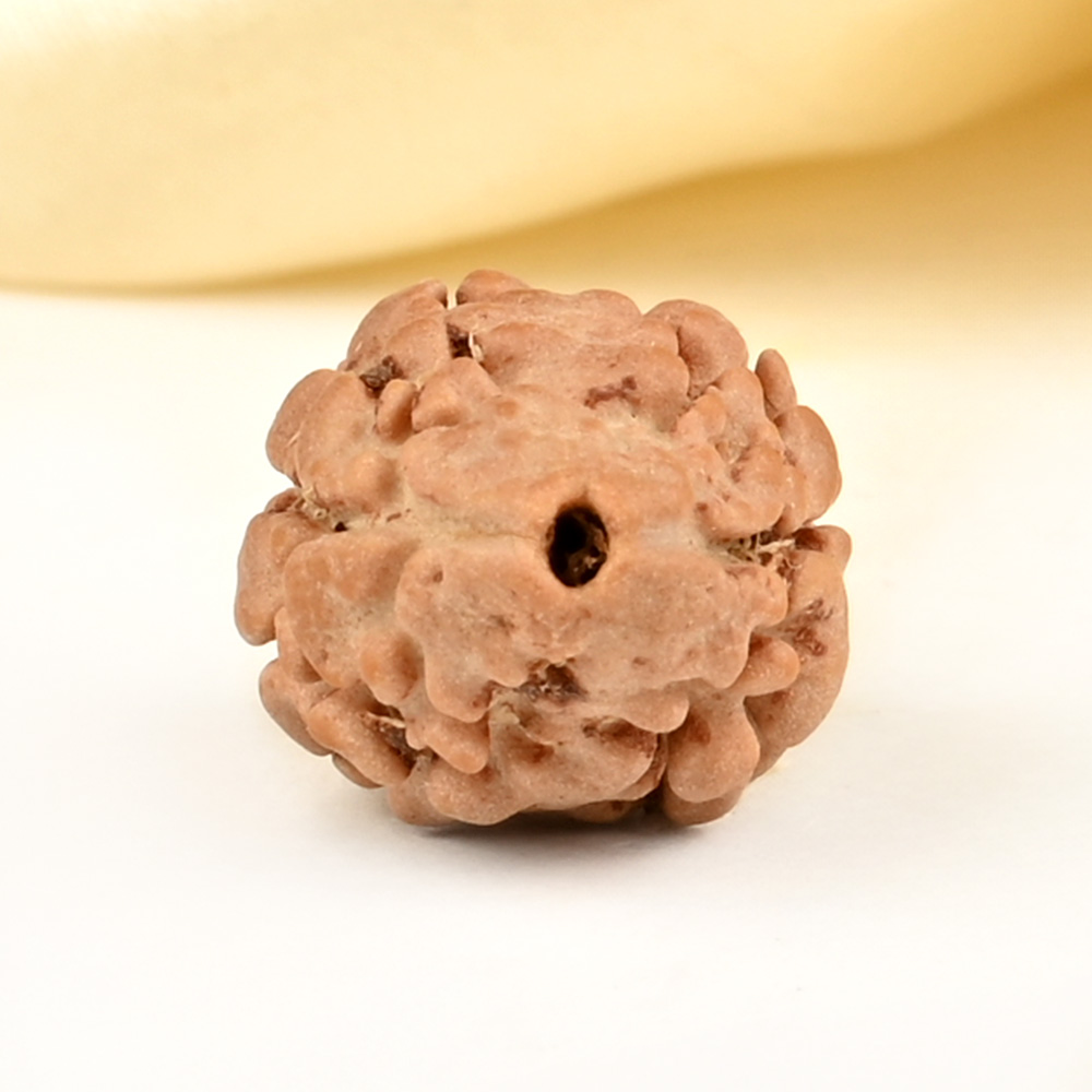 Rare 2 Mukhi from Nepal Small - DVIII