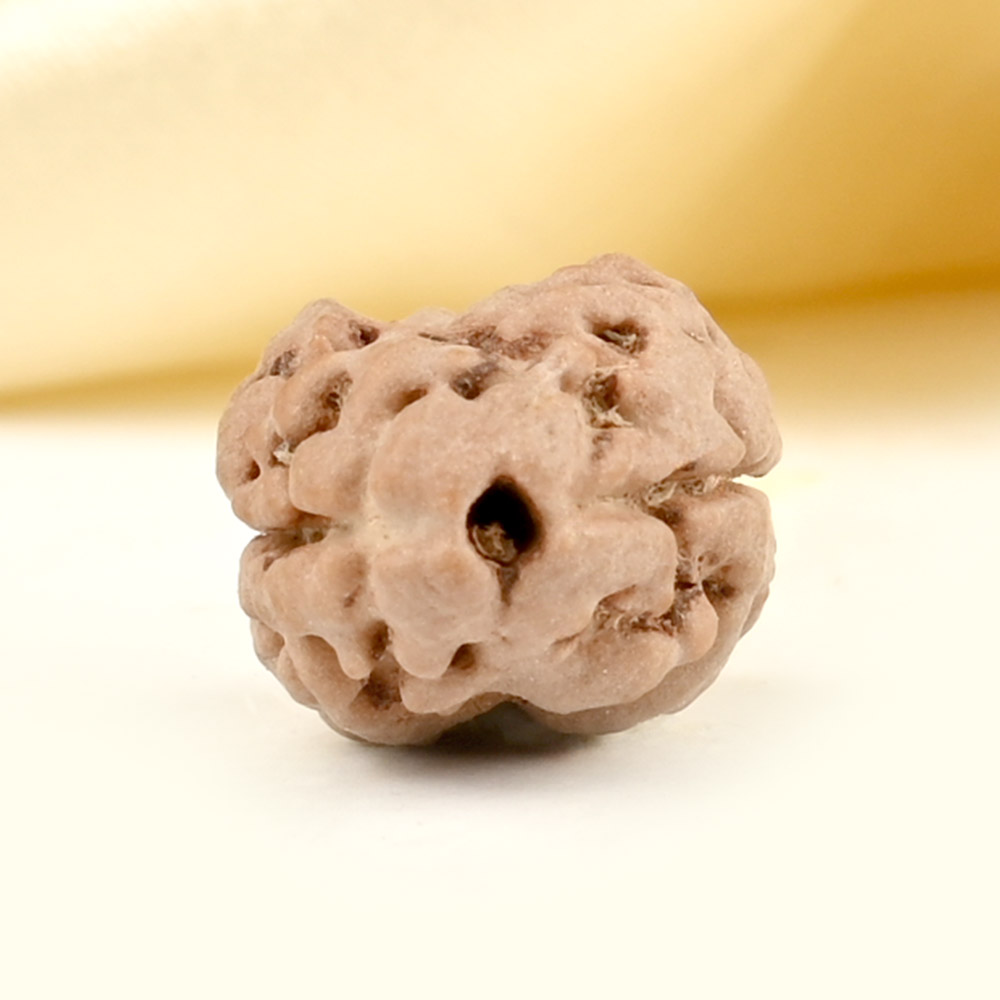 Rare 2 Mukhi from Nepal Small - DX