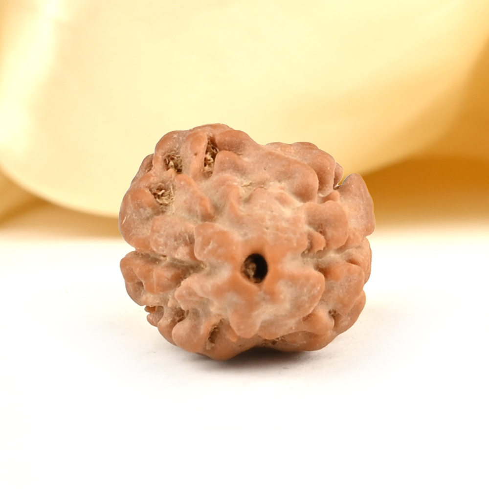 Rare 2 Mukhi from Nepal Small - DXI