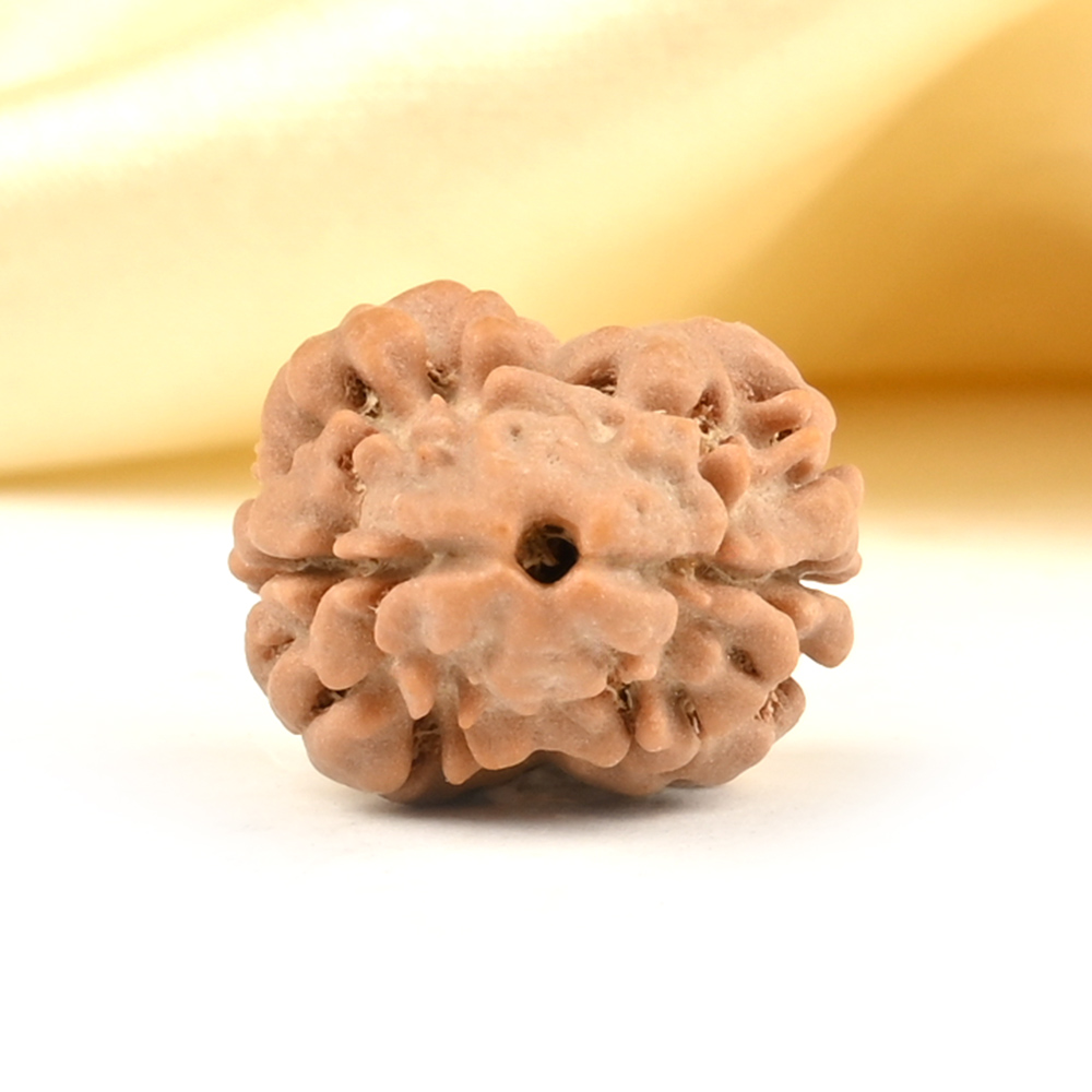 Rare 2 Mukhi from Nepal Small - DXII