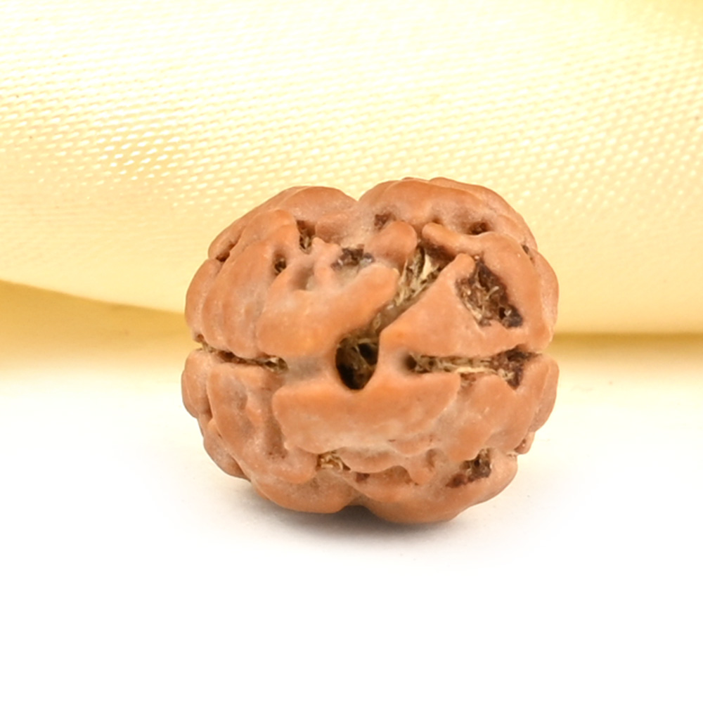 Rare 2 Mukhi from Nepal Small - DXIII