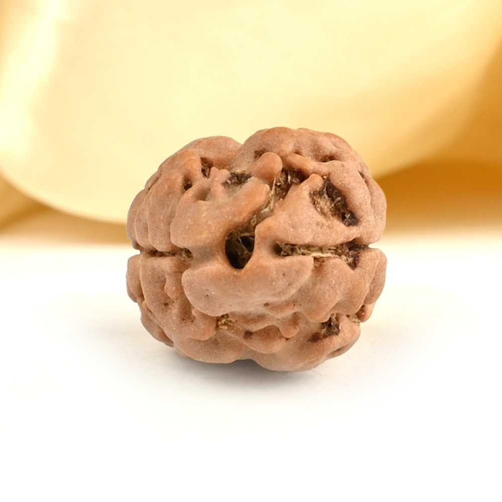 Rare 2 Mukhi from Nepal Small - DXIV
