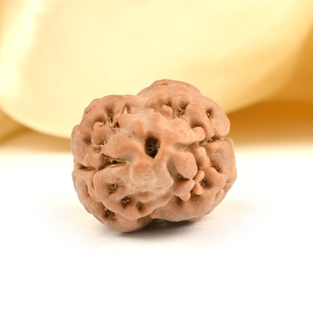 Rare 2 Mukhi from Nepal Small - DXV