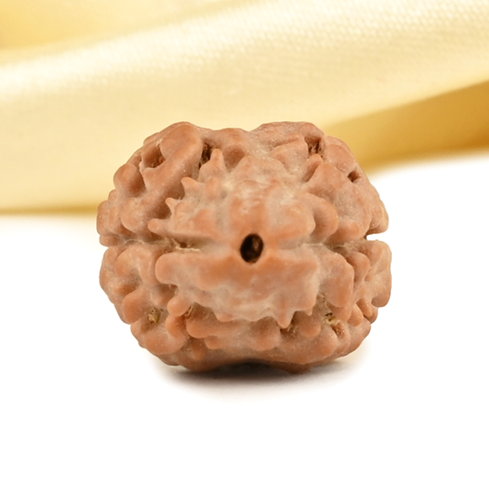 Rare 2 Mukhi from Nepal - CCXXIV