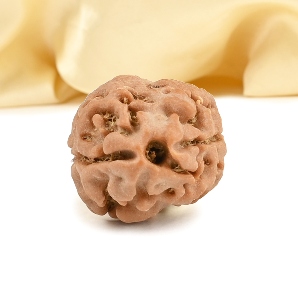 Rare 2 Mukhi from Nepal - CCXXV