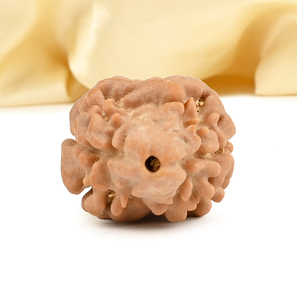 Rare 2 Mukhi from Nepal - CCXXVI