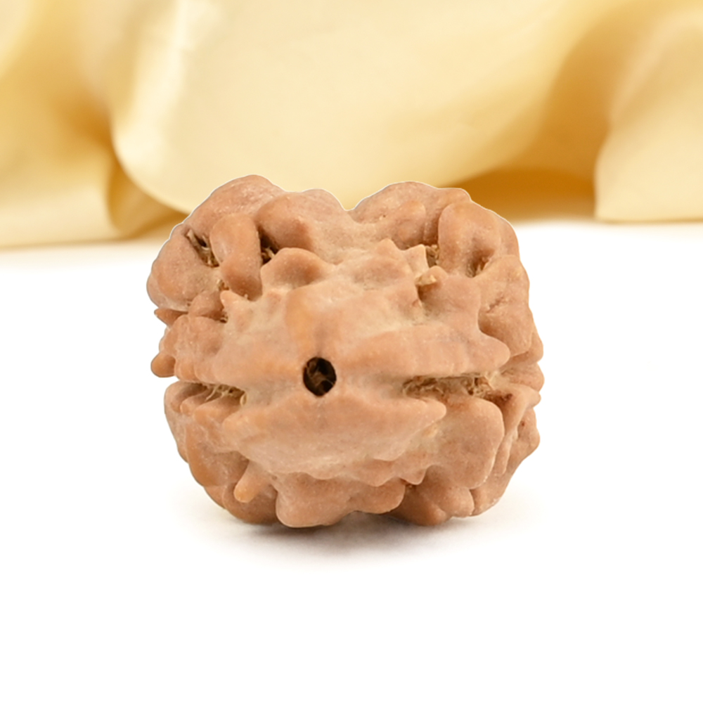 Rare 2 Mukhi Nepali Large - CXXXVI