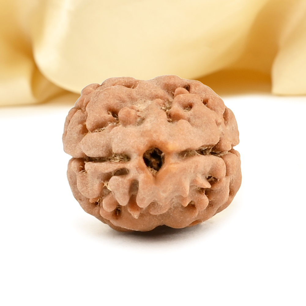 Rare 2 Mukhi Nepali Large - CXXXVII