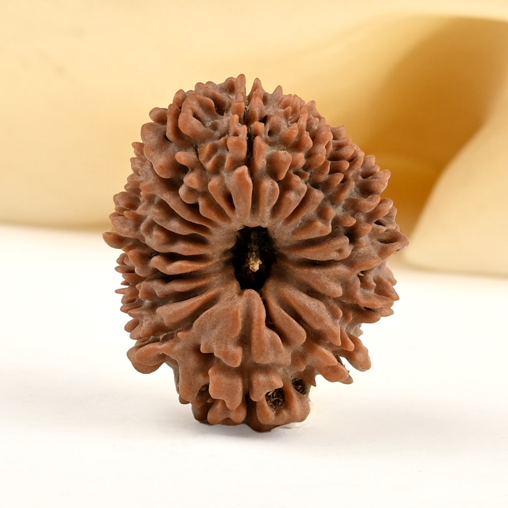 17 Mukhi from Nepal - CI