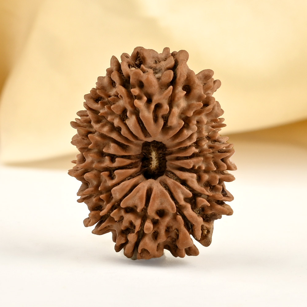 17 Mukhi from Nepal - CII