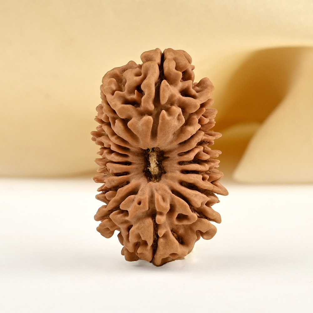 17 Mukhi from Nepal Large - XVI