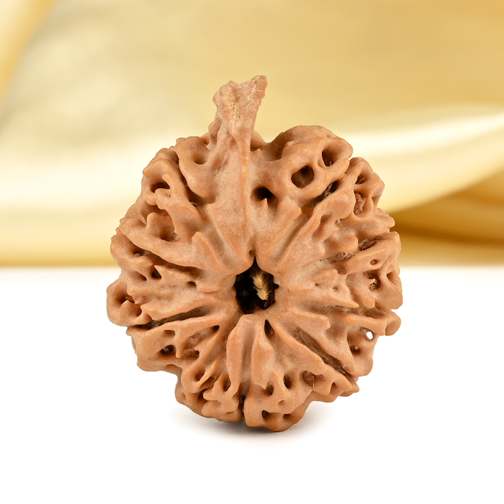 Collector Ganesh Rudraksha 8 Mukhi from Nepal - II