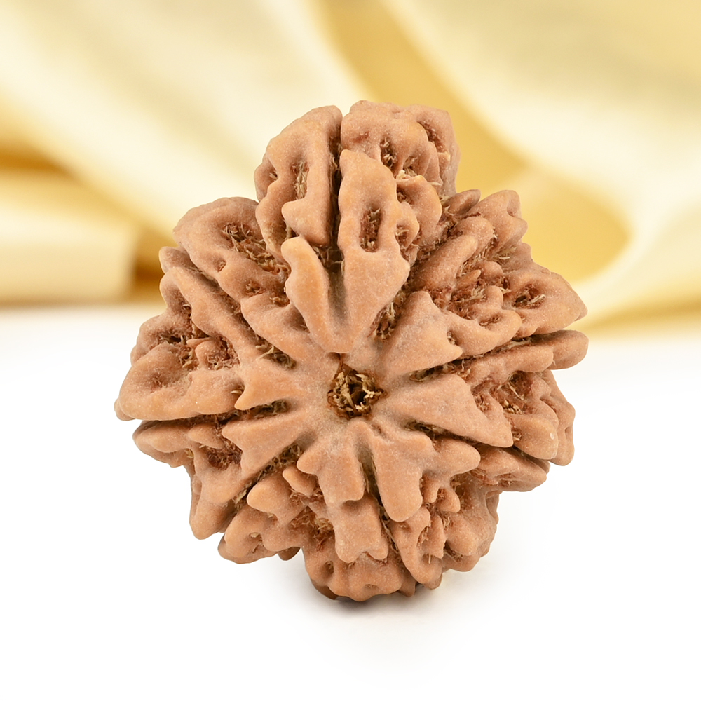 Collector Ganesh Rudraksha 8 Mukhi from Nepal - III