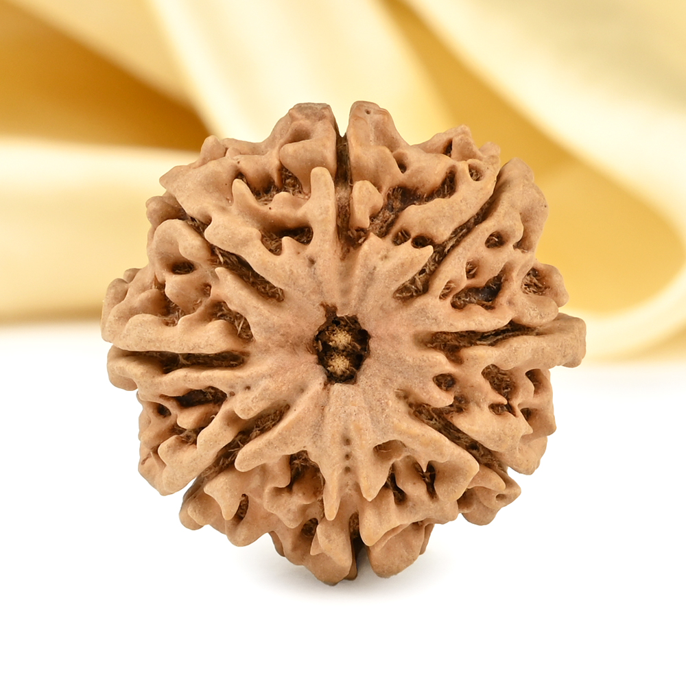 Collector 8 Mukhi from Nepal - CI