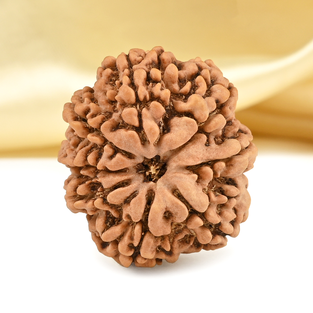 Collector 8 Mukhi from Nepal - CII