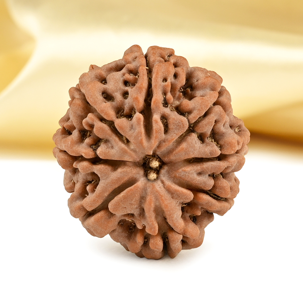 Collector 8 Mukhi from Nepal - CIII