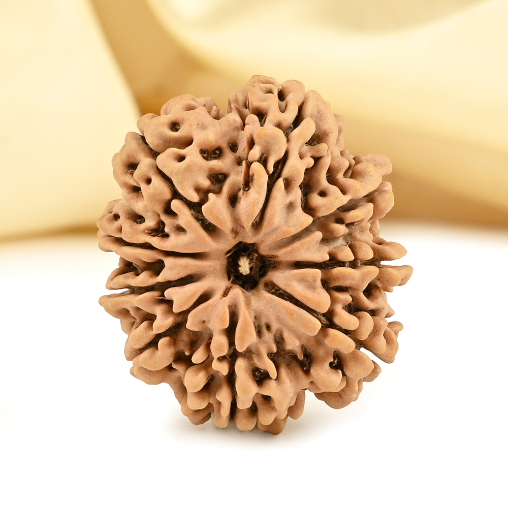 9 Mukhi from Nepal Large - CL