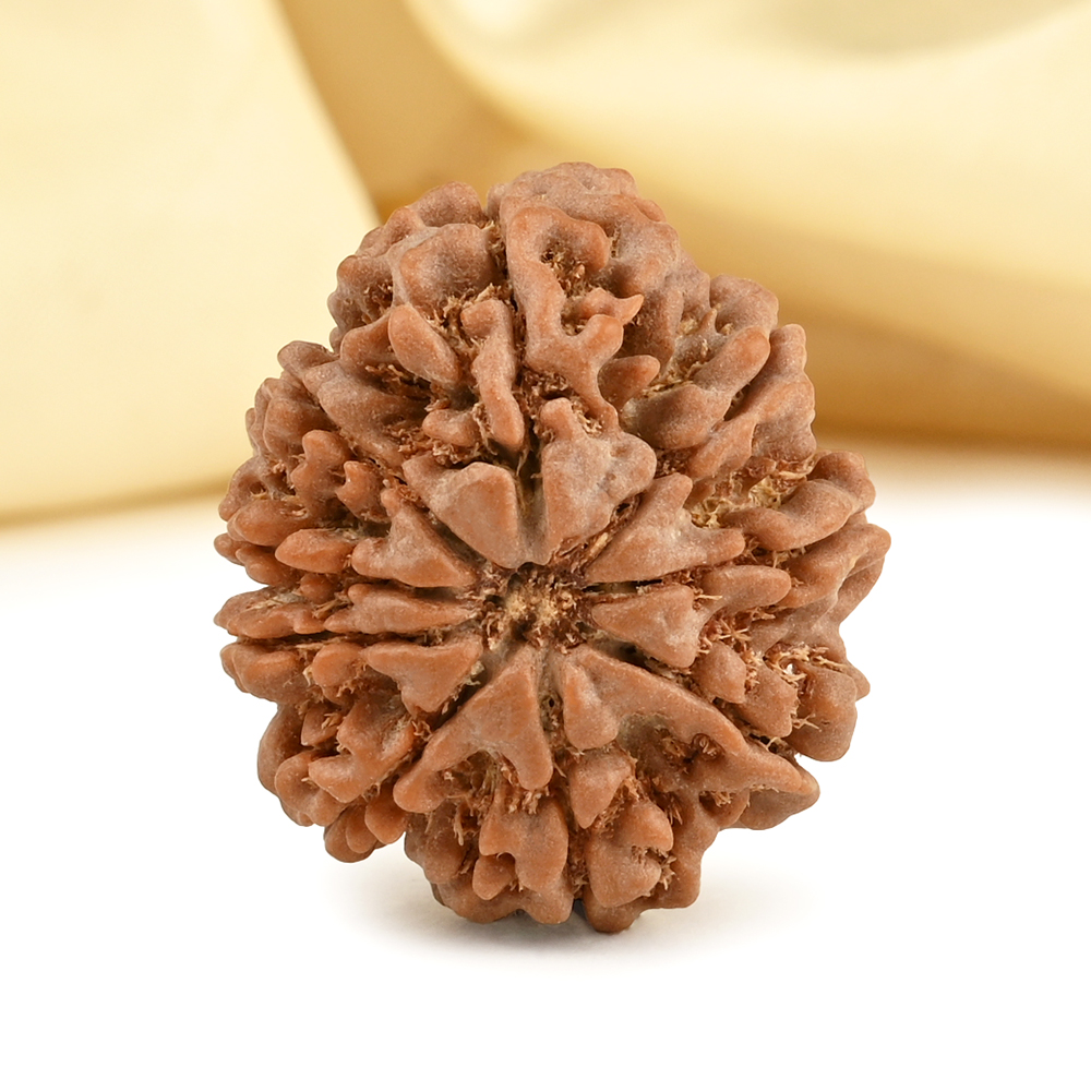 Collector 9 Mukhi from Nepal - CCXXIX