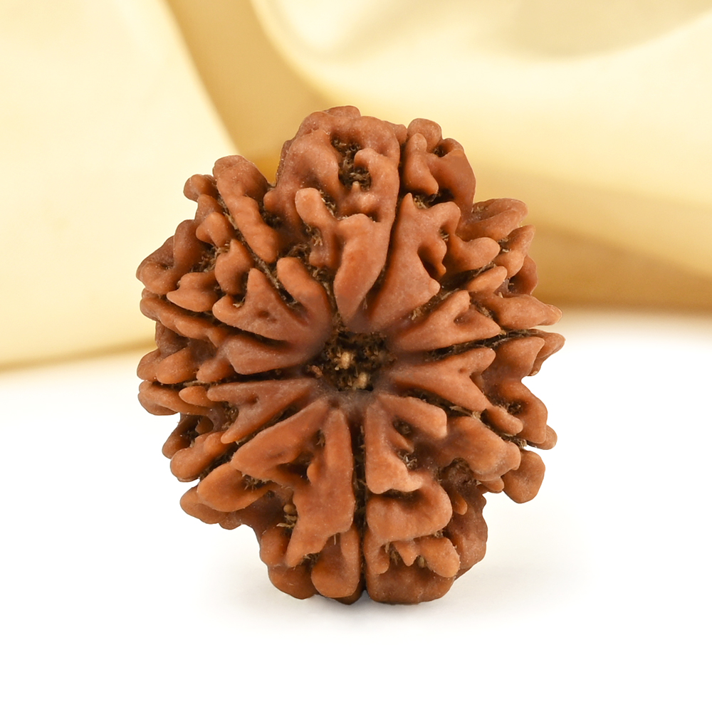 Collector 9 Mukhi from Nepal - CCXXX