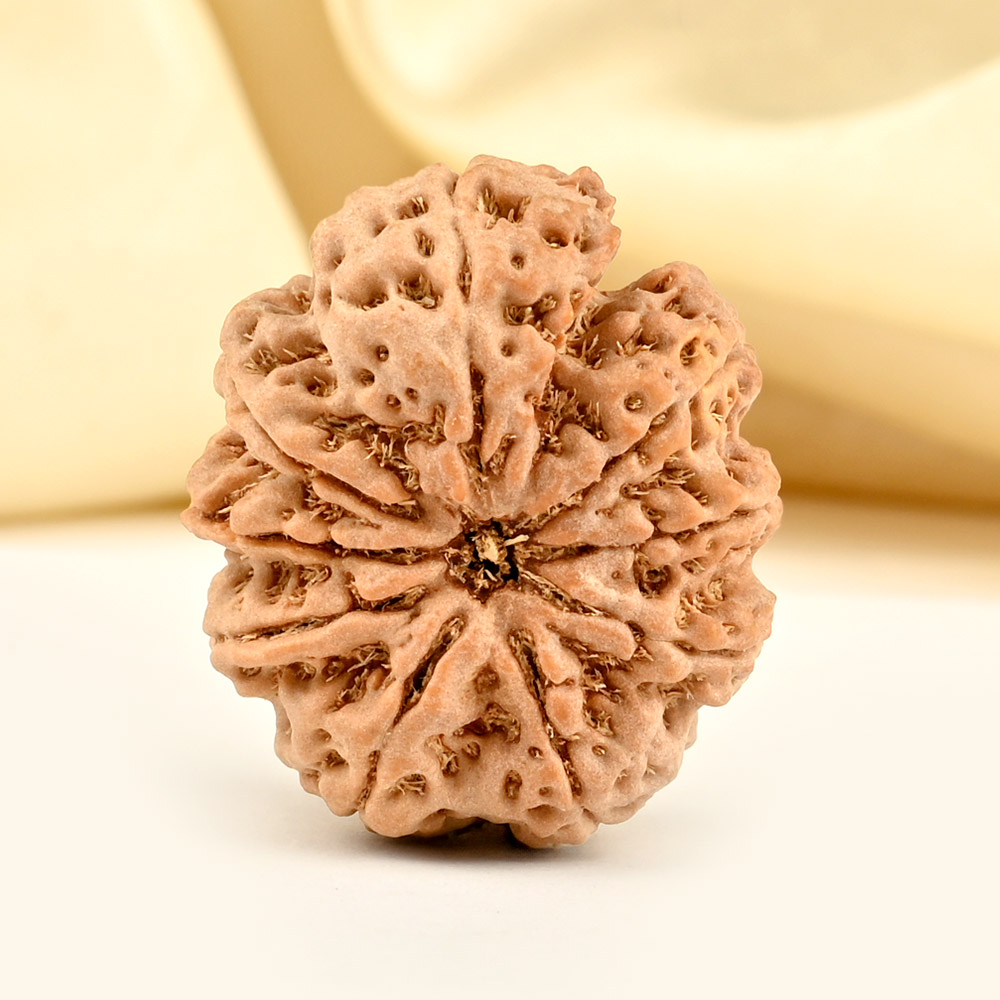 Collector 9 Mukhi from Nepal - CCXXXII