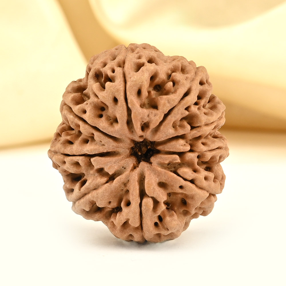 Collector 9 Mukhi from Nepal - CCXXXIV