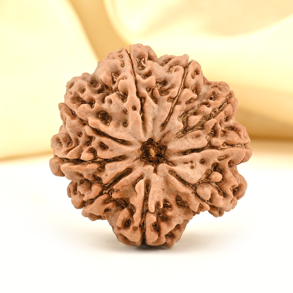 Collector 9 Mukhi from Nepal - CCXXXV