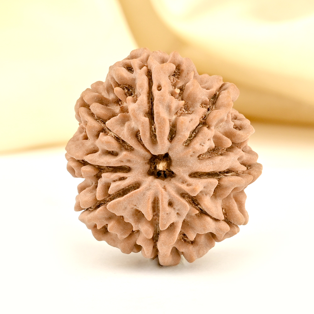 Collector 9 Mukhi from Nepal - CCXXXVI