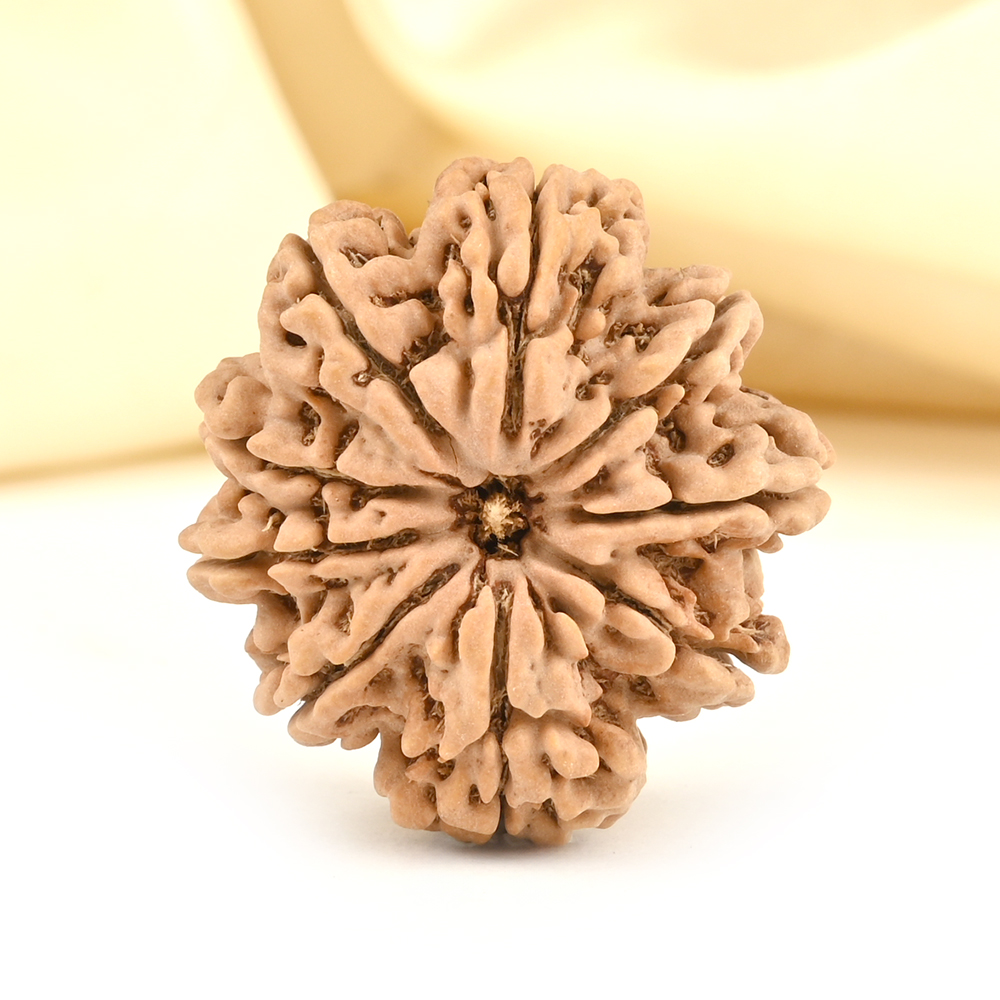 Collector 9 Mukhi from Nepal - CCXXXVII
