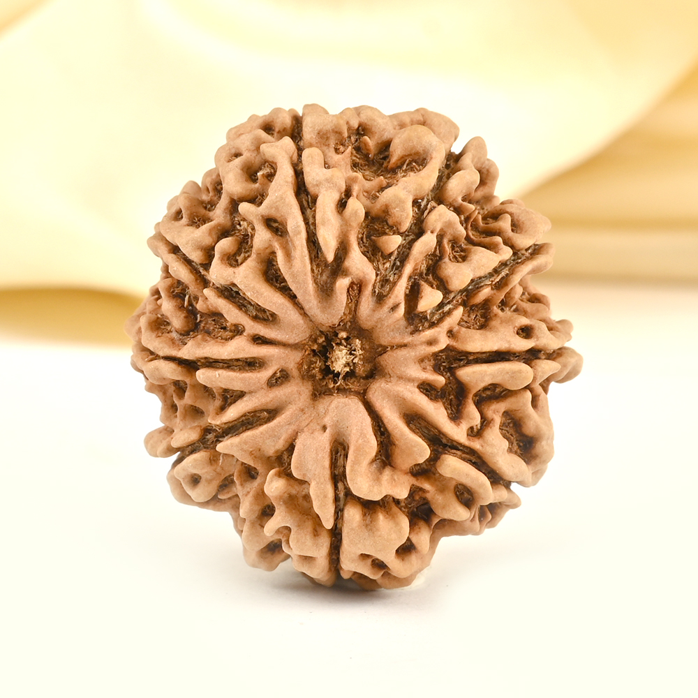 Super Collector 9 mukhi from Nepal - CXXIV