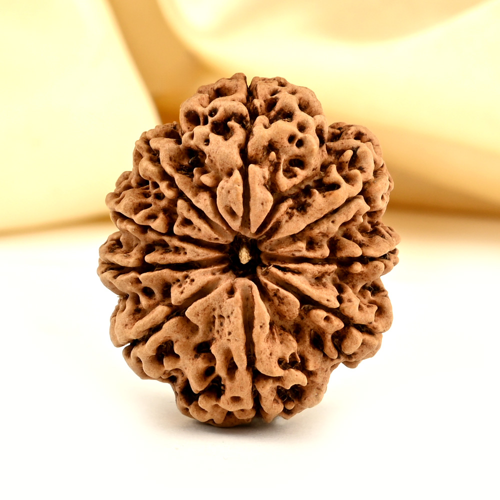Super Collector 9 mukhi from Nepal - CXXV