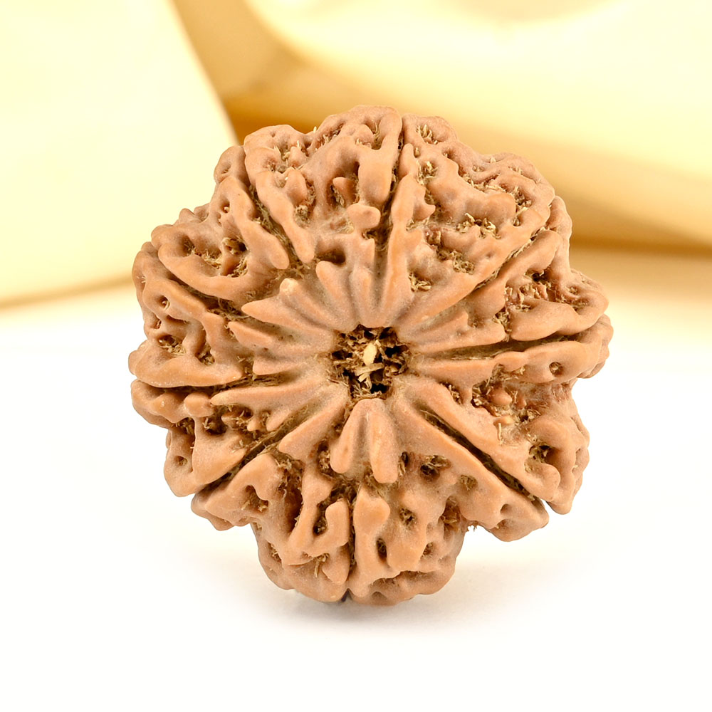 Super Collector 9 mukhi from Nepal - CXXVI