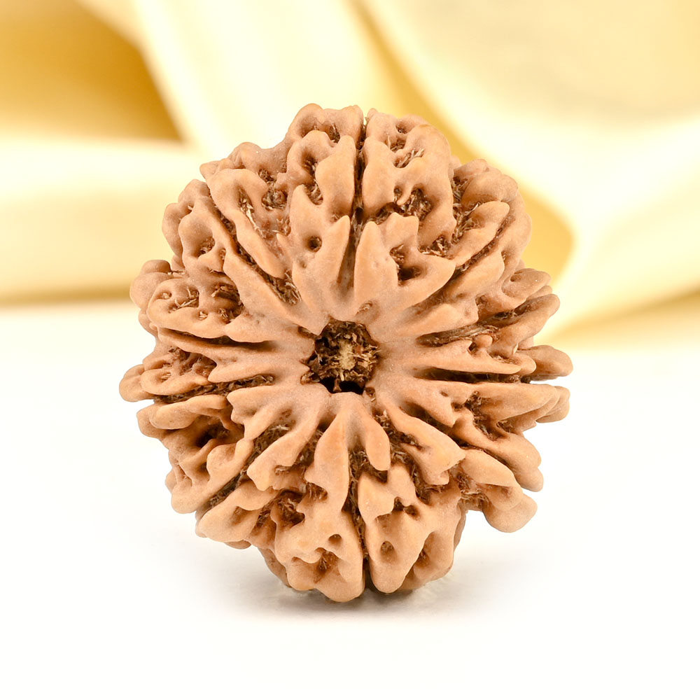 Collector 10 Mukhi from Nepal - LXXXI