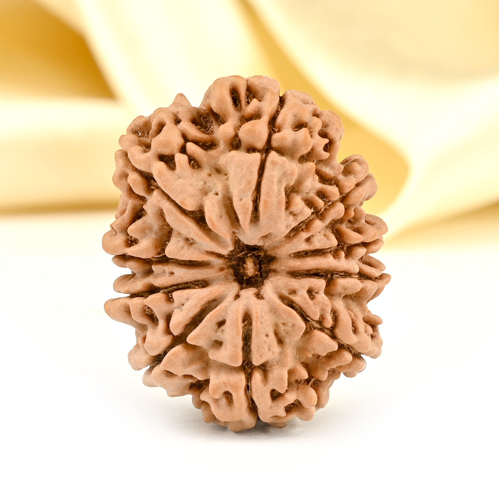 Collector 10 Mukhi from Nepal - LXXXII