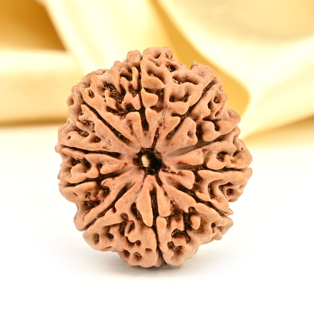Collector 10 Mukhi from Nepal - LXXXIII