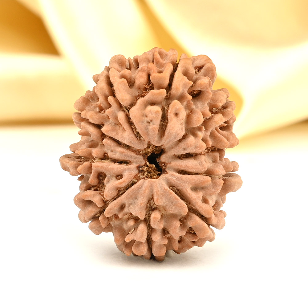 Collector 10 Mukhi from Nepal - LXXXIV