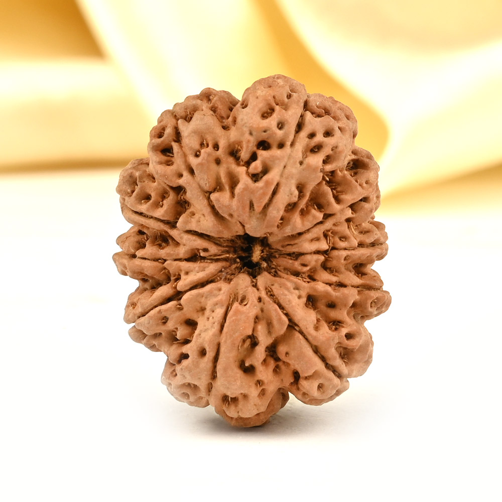 Collector 10 Mukhi from Nepal - LXXXV