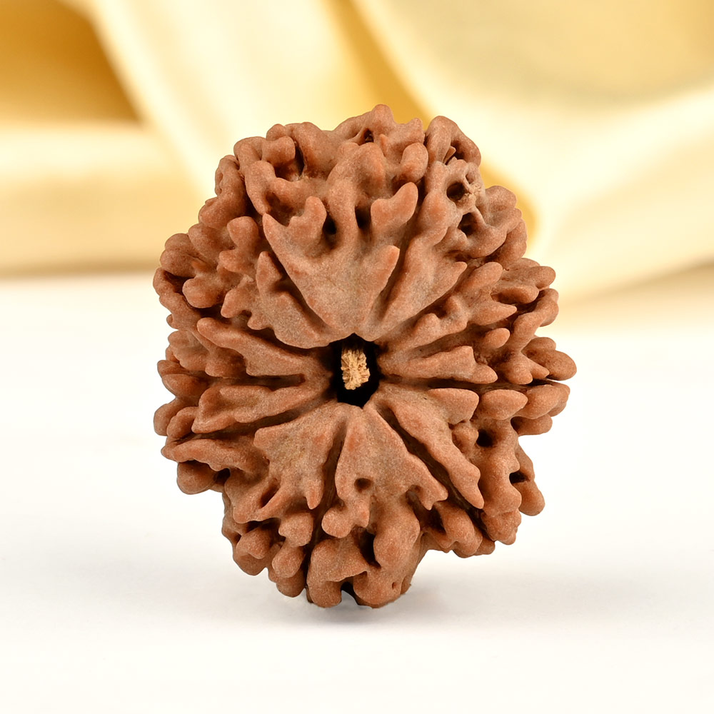 Collector 10 Mukhi from Nepal - LXXXVI